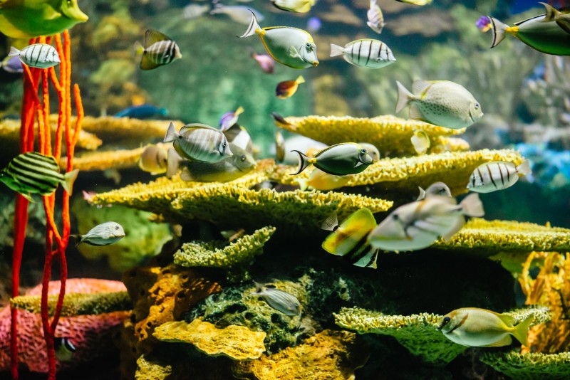 Aquarium field trip