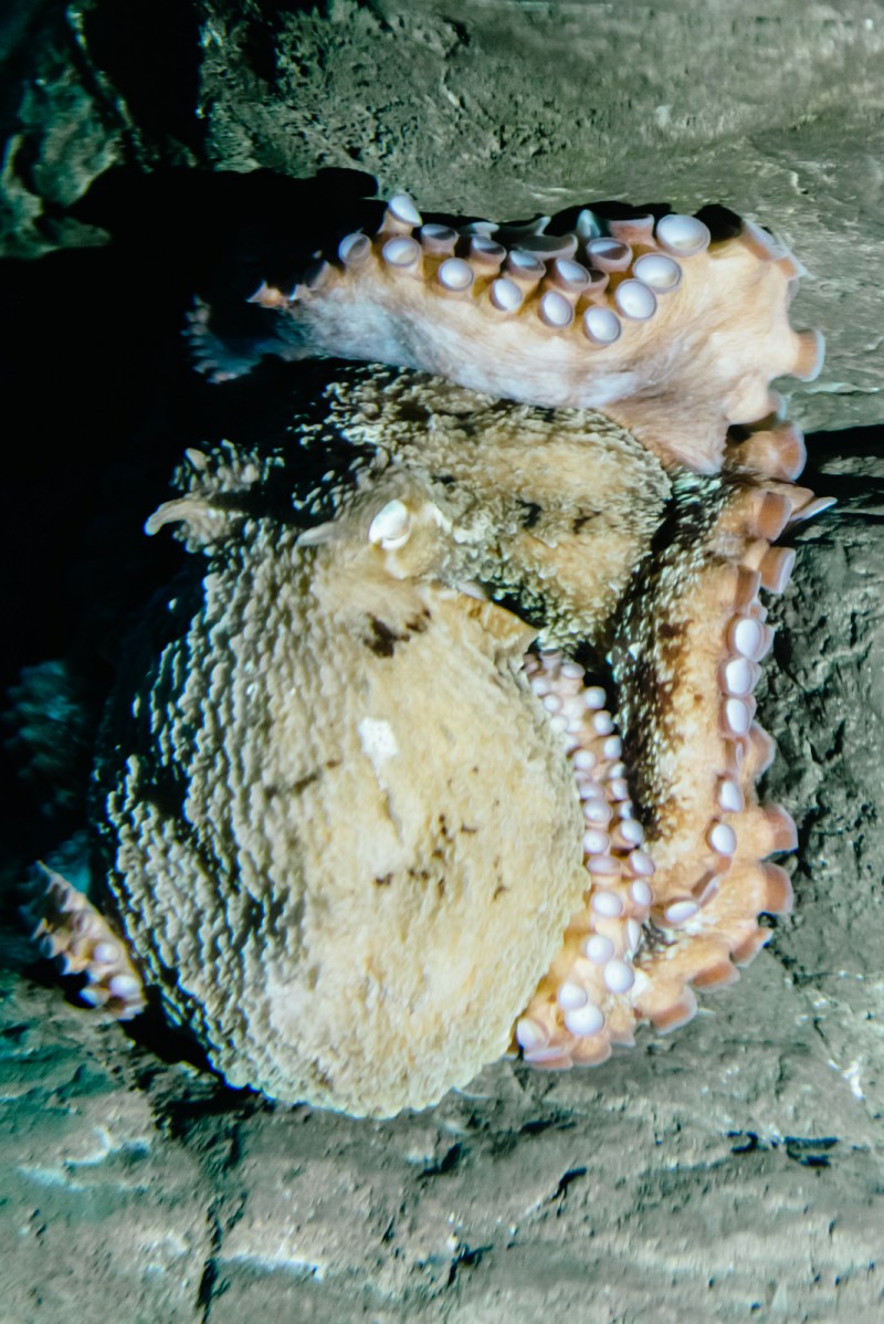 Octopus